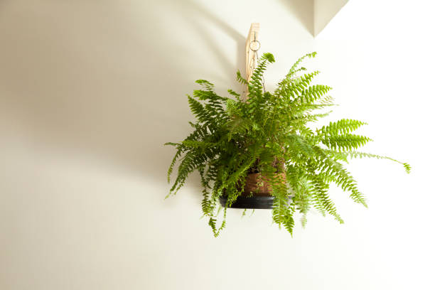 istock Fern hanging on the living room wall. 1331367920