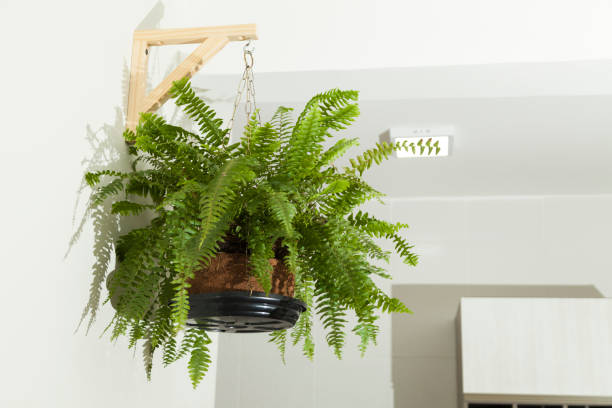 istock Fern hanging on the living room wall. 1331367928