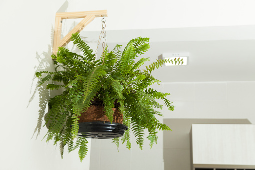 Fern hanging on the living room wall. Copy space. Fern concept. Plants concept.