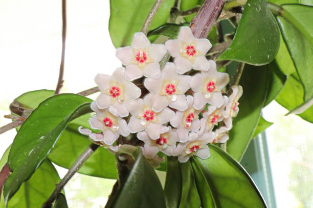 eine gruppe von hoya-blüten vor weißem hintergrund - indian pipe stock-fotos und bilder