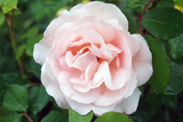 istock A Rose Flower Penny Lane With Water Drops 1331372854