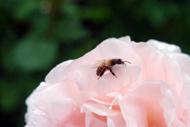 A Cute Wet Honey Bee Rests On A Pink Rose