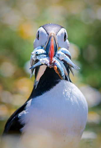 Puffin with a mouthful of sand eels on Skomer Island, Pembrokeshire, Wales