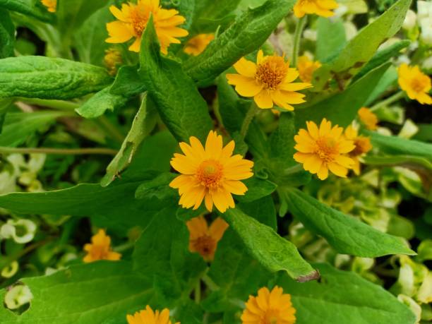 istock mini sunflower ornamental plant (Melampodium divaricatum) 1331373749