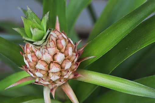 Closeup of a tiny pineapple growing on a houseplant.