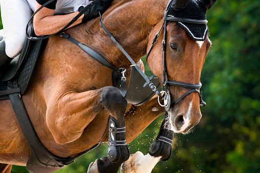 Close-up of bay horse jumping over a hurdle on show jumping training. The photo shows the moment when the horse front legs exceed the hurdle. Heavily blurred treetops are in the background.