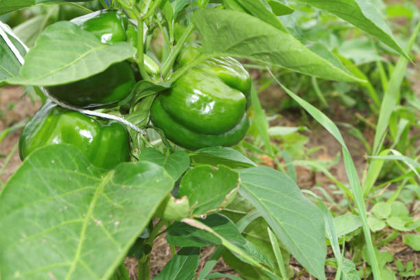 istock Ripe green bell pepper grown on a private plot with straw placed on the ground. 1331376811