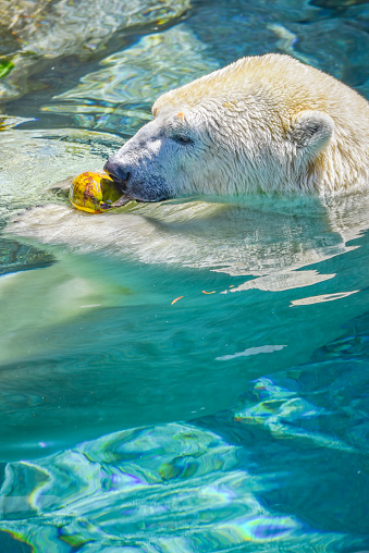 Close-up of a large polar bear playing with a coconut in the water