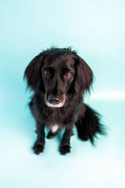 istock Black dog mix on blue background 1331379396