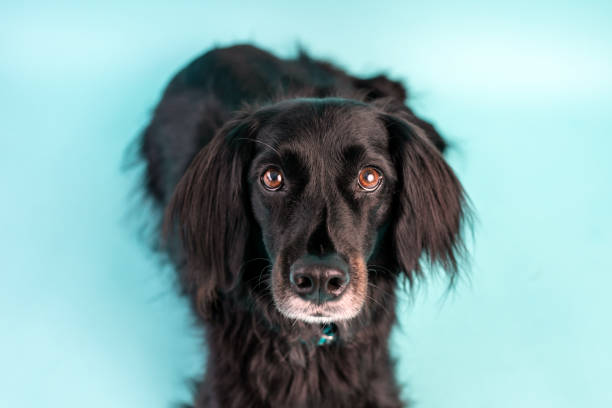 istock Black dog mix on blue background 1331379545