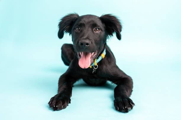 istock Black puppy on blue background. adorable Lab mix. 1331379577