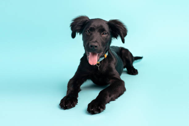 istock Black puppy on blue background. adorable Lab mix. 1331379578