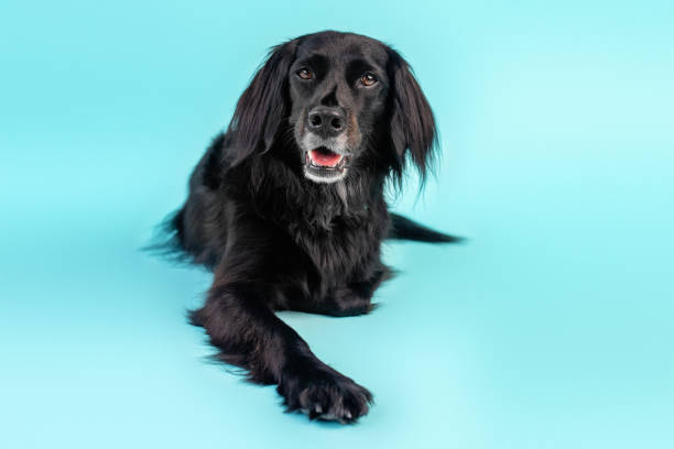 istock Black dog mix on blue background 1331380417