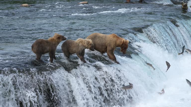 Female Brown Bear (#128 Grazer) with two yearling cubs gets hit in face by Sockeye Salmon in slow motion.