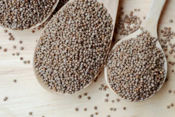 Perilla seeds in a wooden spoon are grains that can be eaten with both seeds and leaves. It can be found in the northern part of Thailand. Popular as an ingredient for appetizers, top view.
