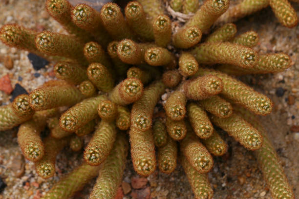 istock The Golden star cactus (Mammillaria elongata) 1331383279