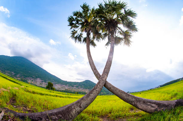 palm trees in Sri Lanka