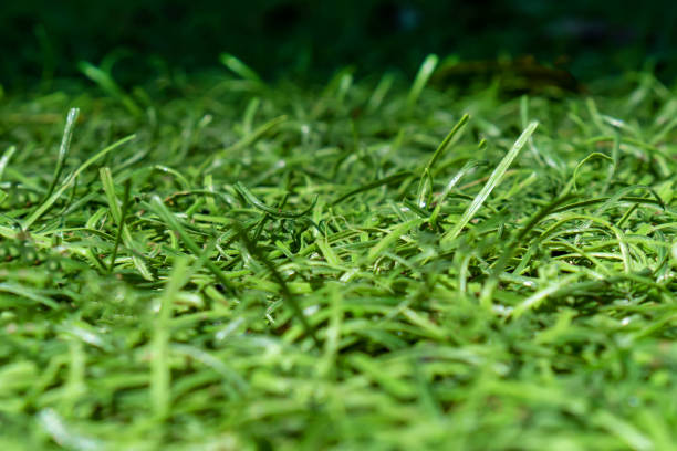 istock Artificial green grass on a football field close-up 1331388128