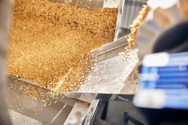 istock Golden wheat grains sorting and drying in the machine 1331391488
