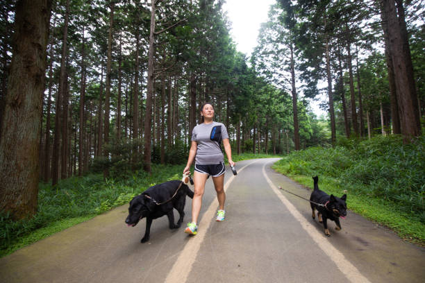 istock Japanese woman walking with dogs on forest path 1331391496