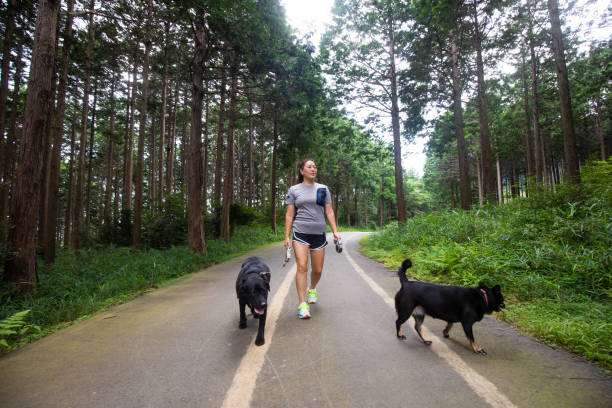 istock Japanese woman walking with dogs on forest path 1331391497