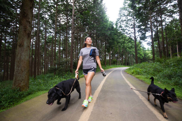 istock Japanese woman walking with dogs on forest path 1331391499