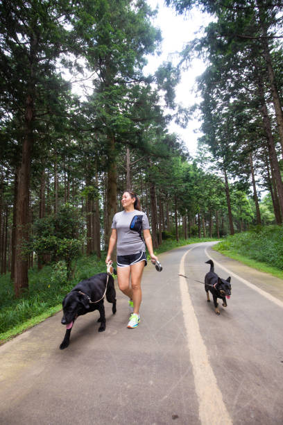 istock Japanese woman walking with dogs on forest path 1331391503