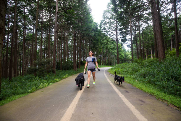istock Japanese woman walking with dogs on forest path 1331391505