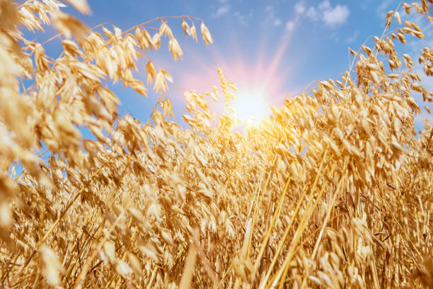 Abundance of ripe golden wheat growing in the field, ready to pick up