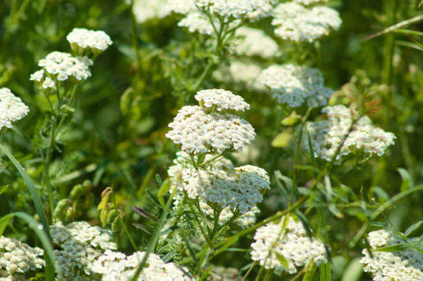 achillée millefeuille commune multiple en fleurs en gros plan avec mise au point sélective - yarrow photos et images de collection