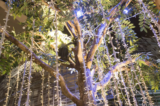 istock Blurred image Decorative outdoor string lights hanging on tree in the garden at night time 1331392355