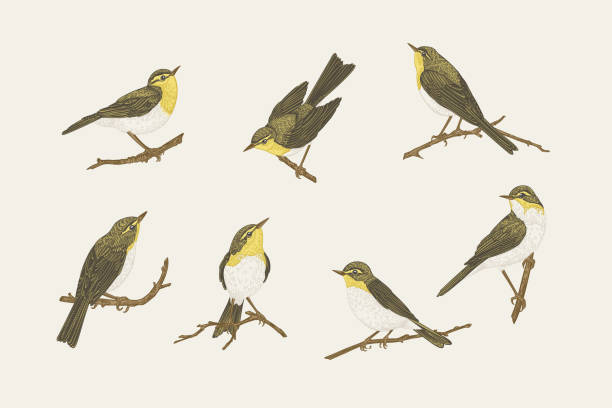 ilustrações, clipart, desenhos animados e ícones de cenário com pássaros. willow warblers. - beauty in nature birds nature backgrounds wild animals