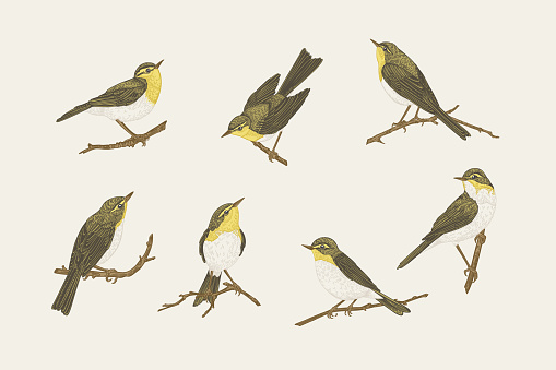 Set with birds. Willow warblers on the branches. Vector vintage illustration.