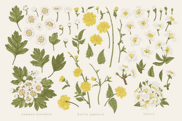 zestaw wiosennych części kwiatów. - hawthorn stock illustrations