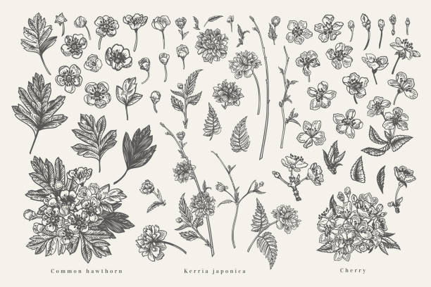Set with plant elements of cherry, kerria, hawthorn. Spring blossoming tree branches. Vector botanical illustration. Black and white.