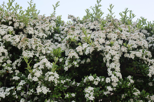 Pyracantha hedge with many small white blossoms on branches. Firethorn in bloom on summer