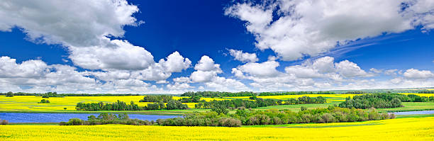 pradaria panorama, em saskatchewan canada - prairie wide landscape sky imagens e fotografias de stock