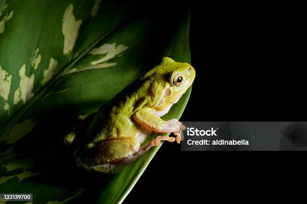 グリーンのカエル - 夜のストックフォトや画像を多数ご用意 - 夜, 雨林, アマガエル
