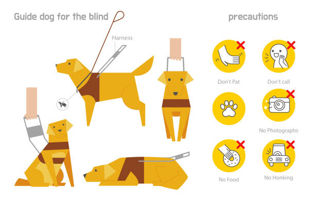 informationen zum blindenhund - color image retriever illustration technique horizontal stock-grafiken, -clipart, -cartoons und -symbole