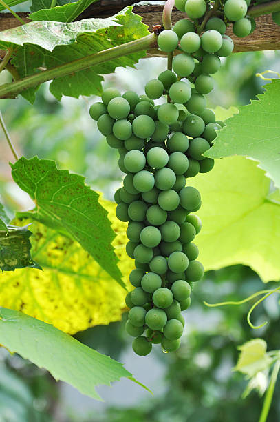 green grapes in a vineyard stock photo