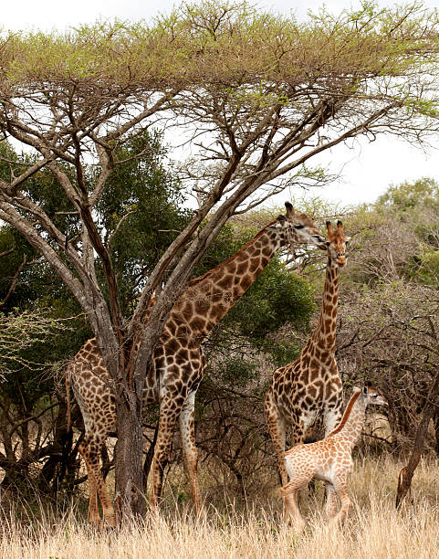 キリン家族に新生児のクルーガー国立公園 - giraffe south africa zoo animal ストックフォトと画像