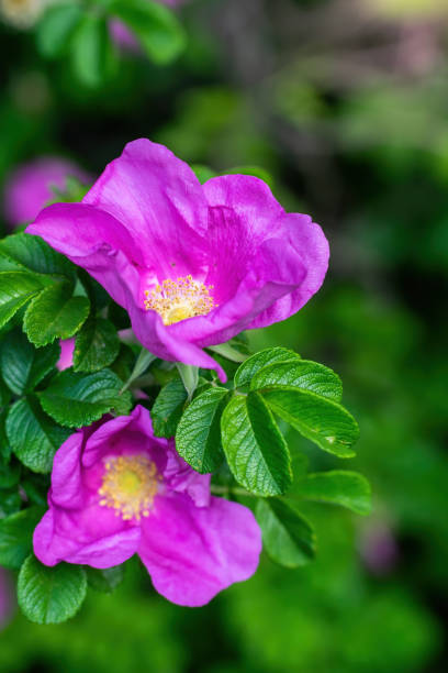 istock Blooming pink wild rose spring day 1331404016
