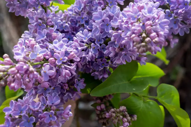 a lush branch of lilac photographed during the day