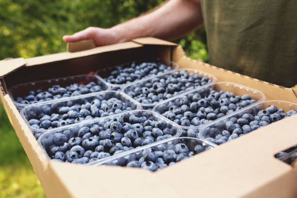 istock Senior man hands holding box with fresh cultivated blueberry 1331405617