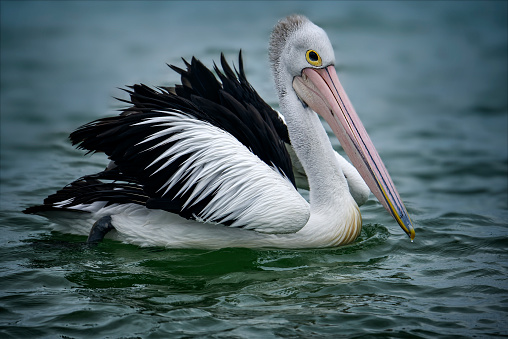 Pelican swimming in the sea with fluffy wings