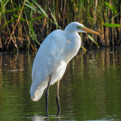 A Great White Egret standing in a marsh