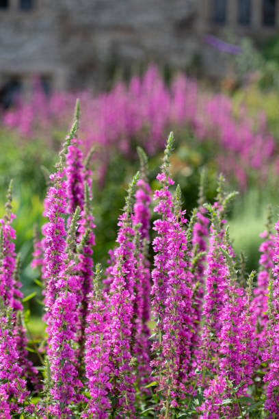 Purple loosestrife (lythrum salicaria) Close up of purple loosestrife (lythrum salicaria) flowers in bloom lythrum salicaria purple loosestrife stock pictures, royalty-free photos & images