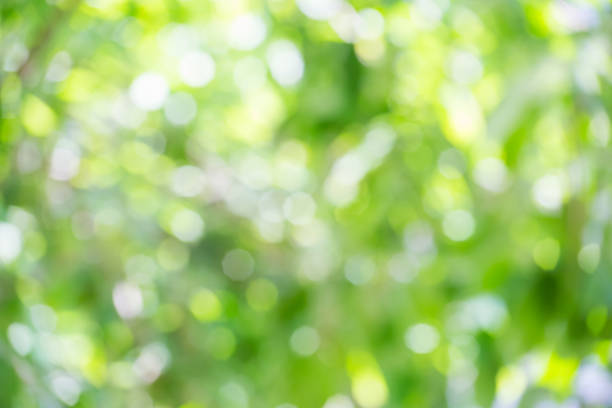 istock green bokeh of nature 1331414561
