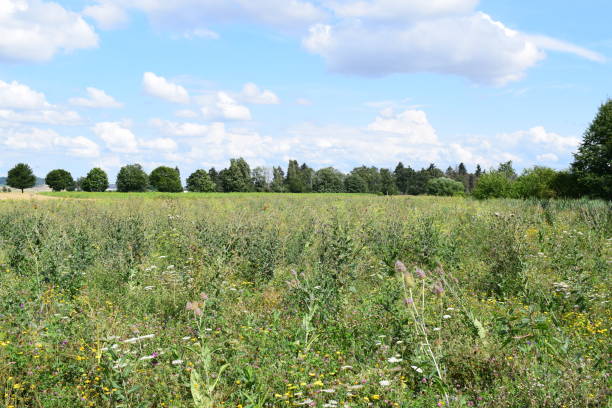 istock blue and purple blooming wild flower field 1331417581