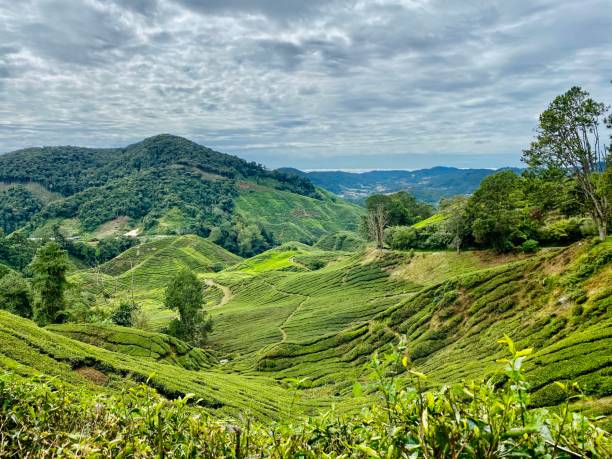 istock Nature Back Ground: Tea Farm in Cameron Highland, Malaysia 1331418026